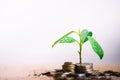 Young plant grow and coins stack.