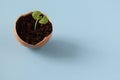 Young plant grow in egg shell. Easter decoration. Green plant in egg-shell on the blue background.