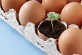 Young plant grow in egg shell. Easter decoration. Green plant in egg-shell on the blue background.