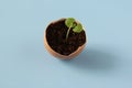 Young plant grow in egg shell. Easter decoration. Green plant in egg-shell on the blue background.