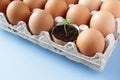 Young plant grow in egg shell. Easter decoration. Green plant in egg-shell on the blue background.