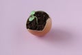 Young plant grow in egg shell. Easter decoration. Green plant in egg-shell on the pink background.