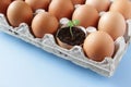 Young plant grow in egg shell. Easter decoration. Green plant in egg-shell on the blue background.