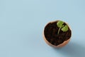 Young plant grow in egg shell. Easter decoration. Green plant in egg-shell on the blue background.