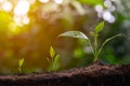 Young plant grow sequence in soil garden agriculture with sunlight green blur background. Germinating seedling step sprout growing Royalty Free Stock Photo