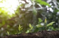 Young plant grow sequence in soil garden agriculture with sunlight green blur background. Germinating seedling step sprout growing Royalty Free Stock Photo