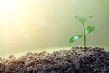 Young plant grow sequence in soil garden agriculture with sunlight green blur background. Royalty Free Stock Photo