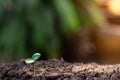 Young plant grow sequence in soil garden agriculture with sunlight green blur background. Royalty Free Stock Photo