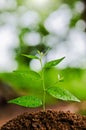 Young plant grow Royalty Free Stock Photo