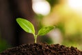 Young plant grow Royalty Free Stock Photo