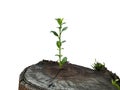 Young plant on white background