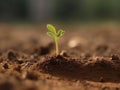 Young plant growing on brown soil