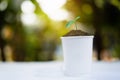 young plant growing in coffee paper cup at sunrise Royalty Free Stock Photo