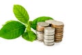 Young plant growing from coins Royalty Free Stock Photo