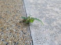 Young plant growing on crack street path Royalty Free Stock Photo