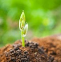 Young plant growing on dry soil with green background under the