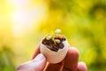 Young plant growing in egg shell held in hand