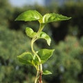 Young plant growing