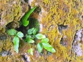 Young plant growing on gaps of rock wall Royalty Free Stock Photo