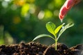 Young plant growing in garden with hand watering young tree with sunlight and bokeh background Royalty Free Stock Photo