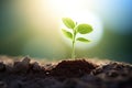 Young plant growing from the ground with sunlight behind it for green life and ecology concept