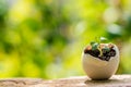 Young plant growing inside an eggshell Royalty Free Stock Photo