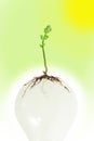 Young plant growing on light bulb Royalty Free Stock Photo