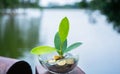 Young plant growing in money bowl, with blurry nature and sky clear copy space backgroubnd, saving money is kind of investment