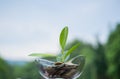 Young plant growing in money bowl, with blurry nature and sky clear copy space backgroubnd, saving money is kind of investment