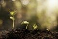 Young plant growing in the morning light and green bokeh background , new life growth ecology concept