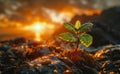 Young plant growing in the morning light and the rising sun Royalty Free Stock Photo