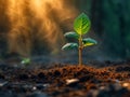 Young plant growing in the morning light and smoke Royalty Free Stock Photo