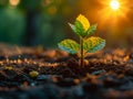 Young plant growing in the morning light and sun Royalty Free Stock Photo