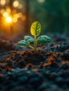 Young plant growing in the morning light and sun. A plant is growing in a grass field Royalty Free Stock Photo