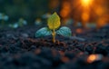 Young plant growing in the morning light and sun Royalty Free Stock Photo