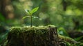 Young plant growing on a moss covered tree stump in a forest Royalty Free Stock Photo