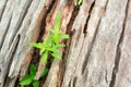 Young Plant Growing On The Old Wooden Tree, New Life Idea Concept With Seedling Growing Tree, Growing Concept Royalty Free Stock Photo