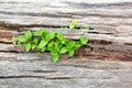 Young Plant Growing On The Old Wooden Tree, New Life Idea Concept With Seedling Growing Tree, Growing Concept Royalty Free Stock Photo