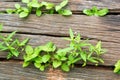 Young Plant Growing On The Old Wooden Tree, New Life Idea Concept With Seedling Growing Tree, Growing Concept Royalty Free Stock Photo