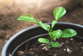 Young plant growing in the pot Royalty Free Stock Photo