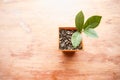 Young plant growing in small square shape pot with space on orange cement background Royalty Free Stock Photo