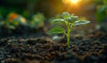 Young plant growing in the soil and blurred green background Royalty Free Stock Photo