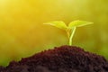 Young plant growing from soil, closeup. Ecology and plant care. New life concept Royalty Free Stock Photo