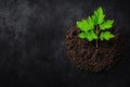 young plant growing in soil on dark background Royalty Free Stock Photo