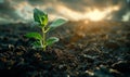 Young plant growing on the soil with dark background and sunlight Royalty Free Stock Photo