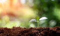 Young plant growing on soil with drop water on leaf and splashing. Green sprout growth for saving energy Royalty Free Stock Photo