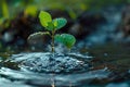 Young plant growing on soil with drop water on leaf and splashing Royalty Free Stock Photo