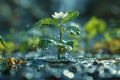 Young plant growing on soil with drop water on leaf and splashing Royalty Free Stock Photo