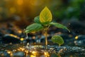 Young plant growing on soil with drop water on leaf and splashing Royalty Free Stock Photo