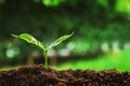 young plant growing on soil in garden in morning light. concept save earth Royalty Free Stock Photo